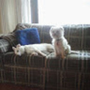 Meet your Posher, Wendy